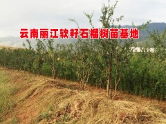 石榴樹(shù)苗供應(yīng)-量大實(shí)惠|出售石榴樹(shù)苗|常年供應(yīng)石榴樹(shù)苗|圖2