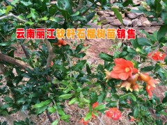 石榴樹(shù)苗供應(yīng)-量大實(shí)惠|出售石榴樹(shù)苗|常年供應(yīng)石榴樹(shù)苗|圖3