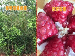 麗江求購軟籽石榴苗*云南麗江軟籽石榴價格多少？圖2