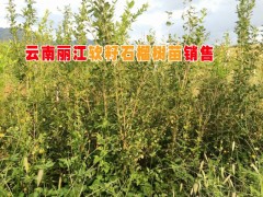 麗江求購軟籽石榴苗*云南麗江軟籽石榴價格多少？圖3