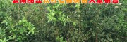 突尼斯軟籽石榴樹(shù)苗