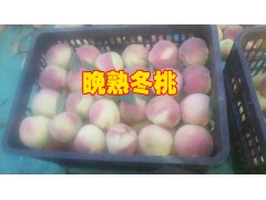 冬桃苗哪里的好/賓川!冬桃苗銷售供應(yīng)信息&冬桃苗批發(fā)采購圖1