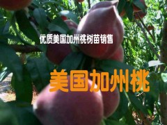 云南美國(guó)加州桃苗批發(fā)廠家&映霜紅桃苗適合海拔多少地方種植%圖3