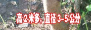 2年車(chē)?yán)遄訕?shù)苗(圖片)
