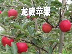 蘋果新品種&龍威蘋果果肉黃白色,單果重260克圖3