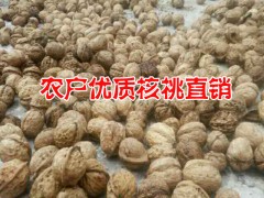 2016麗江玉龍本地核桃行情%農(nóng)戶自產(chǎn)自銷核桃價格*麗江核桃圖2