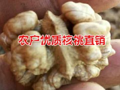 2016麗江玉龍本地核桃行情%農(nóng)戶自產(chǎn)自銷核桃價格*麗江核桃圖3