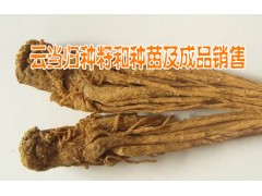 云南當(dāng)歸市場(chǎng)&哪里在收云當(dāng)歸*當(dāng)歸收購(gòu)商的聯(lián)系方式*圖1