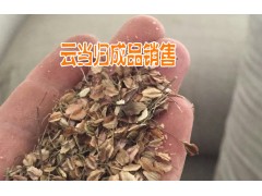 云南當(dāng)歸市場(chǎng)&哪里在收云當(dāng)歸*當(dāng)歸收購(gòu)商的聯(lián)系方式*圖3