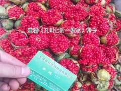 云南矮桿多芽滇重樓生產(chǎn)廠家批發(fā)價格,滇重樓供應圖2