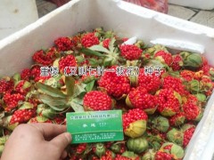 云南矮桿多芽滇重樓生產(chǎn)廠家批發(fā)價格,滇重樓供應圖3