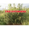 100萬(wàn)株突尼斯軟籽石榴種苗出售|軟籽石榴樹苗訂購(gòu)量100株