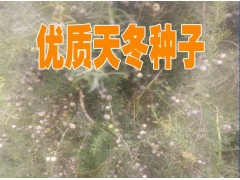 云南天冬種哪里的好?種植天冬一畝的成本*天冬種子和苗(圖片)圖1