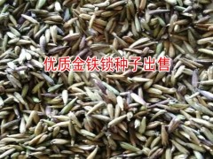獨(dú)定子(也叫金鐵鎖)中藥材銷售價(jià)格*低價(jià)獨(dú)定子楚雄直銷商圖3
