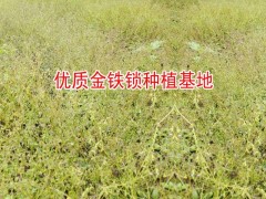獨(dú)定子種植戶種子|黃草烏|楚雄黃草烏種植戶|黃草烏種子價(jià)格|圖1