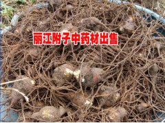 麗江產(chǎn)地黃草烏中藥材行情&云南黃草烏低價出售圖2