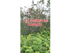 早熟薄殼泡核桃樹苗批發(fā)_ 云南九州苗木場(chǎng)聯(lián)系圖2