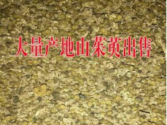 山茱萸@山茱萸中藥材*山茱萸價(jià)格行情*2016山茱萸大量銷售圖1