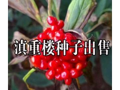 2016年滇重樓種子價格|滇重樓|滇重樓種苗|滇重樓價格|圖2