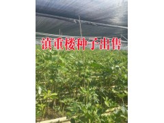 2016年滇重樓種子價格|滇重樓|滇重樓種苗|滇重樓價格|圖3
