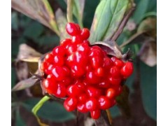 滇重樓*七葉一枝花種子批發(fā)*滇重樓也叫七葉一枝花種籽出售圖1