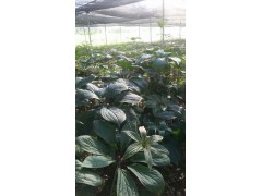 滇重樓種子品種純, 發(fā)芽率高,全國免郵提供種植技術(shù)作保障圖3