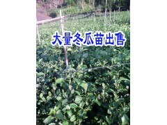 冬瓜苗文山麻栗坡價(jià)格*文山冬瓜苗哪里能買(mǎi)到*草果苗栽種條件圖2