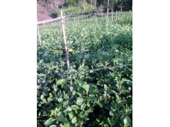 冬瓜苗文山麻栗坡價(jià)格*文山冬瓜苗哪里能買(mǎi)到*草果苗栽種條件圖3