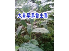 適合云南種植的草果苗@文山冬瓜苗|云南草果苗批發(fā)商圖1