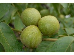 薄皮核桃苗價(jià)格=8518核桃苗=遼河核桃苗圖1