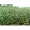山西花椒苗/陜西花椒苗/韓城花椒苗=花椒苗品種