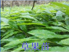 50公分草果苗左右多少錢一棵_玉溪草果苗哪里有售圖1