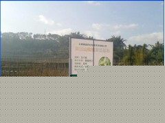 云南優(yōu)質(zhì)核桃小苗培育基地*2017玉溪元江美國山核桃樹苗價(jià)格圖3