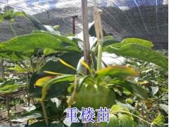玉溪重樓苗培育*玉溪重樓種苗供應(yīng)商*玉溪重樓苗批發(fā)價格圖1