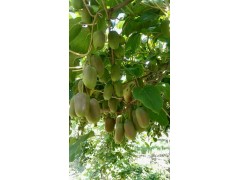 云南沃柑樹苗|元江蘋果棗苗|云南龍馬棗種苗|金絲四號(hào)苗信息|圖3