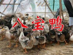 八寶鴨養(yǎng)殖場(chǎng)信息&八寶鴨養(yǎng)殖技術(shù)%八寶鴨養(yǎng)殖場(chǎng)價(jià)格圖1