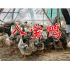 八寶鴨養(yǎng)殖場信息&八寶鴨養(yǎng)殖技術(shù)%八寶鴨養(yǎng)殖場價(jià)格