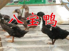 八寶鴨養(yǎng)殖場(chǎng)信息&八寶鴨養(yǎng)殖技術(shù)%八寶鴨養(yǎng)殖場(chǎng)價(jià)格圖2