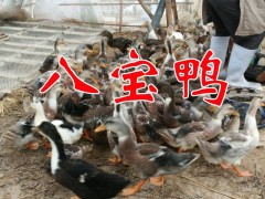 八寶鴨養(yǎng)殖場(chǎng)信息&八寶鴨養(yǎng)殖技術(shù)%八寶鴨養(yǎng)殖場(chǎng)價(jià)格圖3