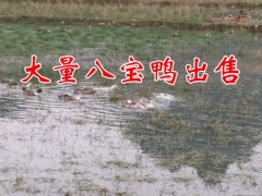 八寶鴨子養(yǎng)殖賺錢(qián)嗎?圖3