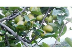 魯沙梨價格|云南個舊魯沙梨橘沙梨|0871-64155848圖1