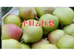 魯沙梨價格|云南個舊魯沙梨橘沙梨|0871-64155848圖2