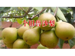 個舊云紅梨|早春晚桃(苗) |批發(fā)市場報價*云南云紅梨價格圖1