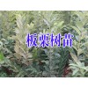 2016年板栗苗價格@云南板栗苗價格是多少?板栗樹苗批發(fā)價格