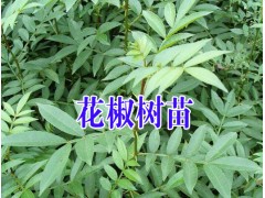 云南紅花椒苗@求購無刺花椒苗%昭通花椒苗批發(fā)*如何培育花椒苗圖1