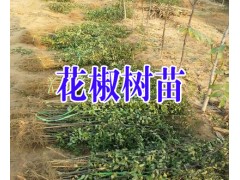 云南紅花椒苗@求購無刺花椒苗%昭通花椒苗批發(fā)*如何培育花椒苗圖2