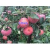 蘋(píng)果樹(shù)苗*云南蘋(píng)果樹(shù)苗基地直銷價(jià)格&蘋(píng)果樹(shù)苗多少一棵?