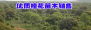 桂林苗圃整體出售介紹