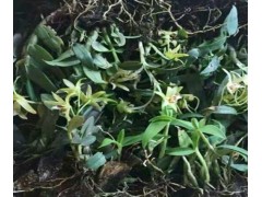 芨苗基地專業(yè)經(jīng)營(yíng)@白芨組培瓶裝苗*一年生白芨苗圖2