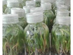 一年生白芨苗@白芨苗基地專業(yè)經(jīng)營圖1